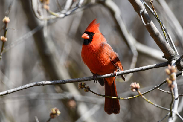 istock Northern Cardinal male bird 1392638835