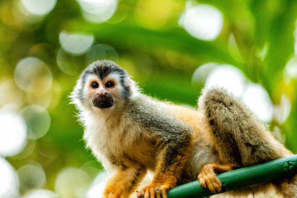 macaco esquilo - 7649 - fotografias e filmes do acervo