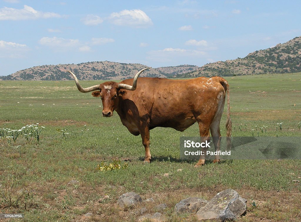 Longhorn cattle - Foto stock royalty-free di Oklahoma
