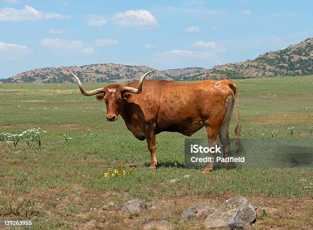 Longhorn Cattle - Fotografie stock e altre immagini di Oklahoma - Oklahoma, Lawton - Oklahoma, Bovino