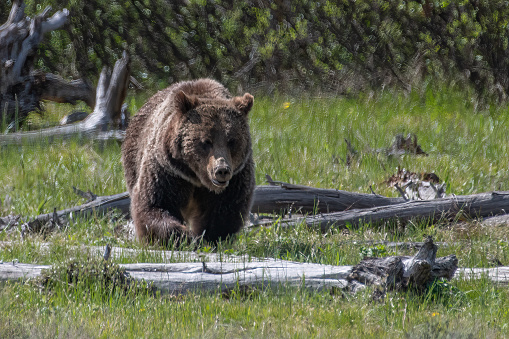 Grizzly bear moving toward and looking at camera in Teton forest in Grand Teton National Park near Jackson Hole, Wyoming in western United States of America (USA).