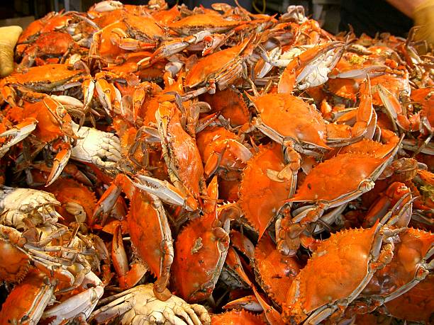 crabs stock photo