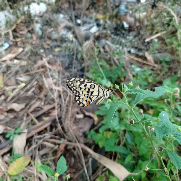 istock Butterfly in the garden 1392640805