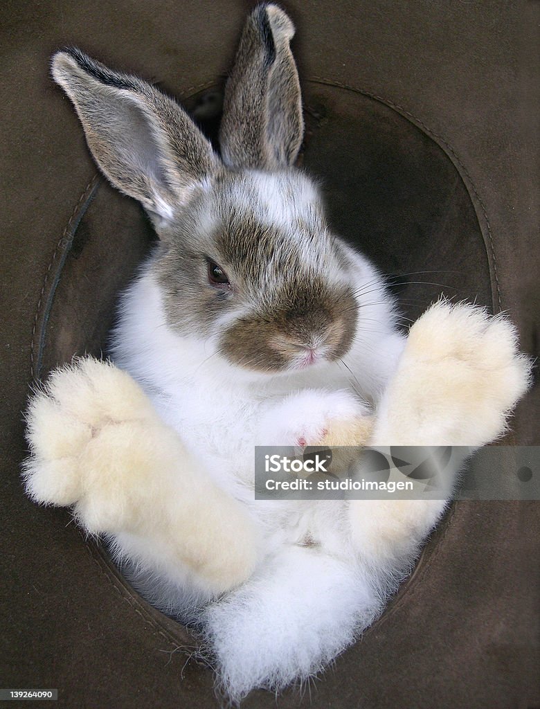토끼 만들진 모자 - 로열티 프리 갈색 스톡 사진