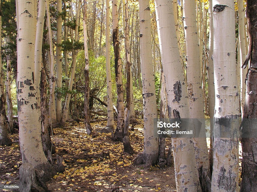 Short blanc - Photo de Arbre libre de droits