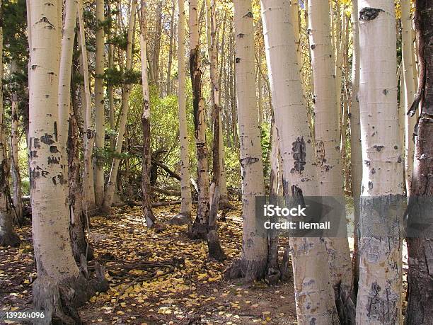 Photo libre de droit de Short Blanc banque d'images et plus d'images libres de droit de Arbre - Arbre, Aspen - Colorado, Automne