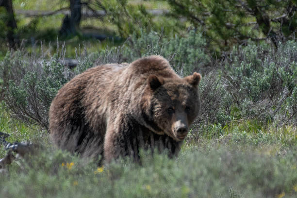 istock Grizzly bear moving toward and looking at camera in Teton forest 1392642257