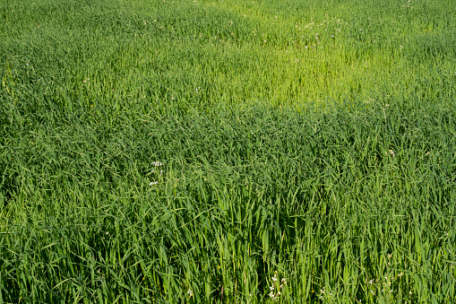 View of the mowed lawn on which the grass is cut