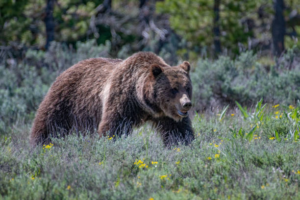 istock Grizzly bear moving forward in Teton forest 1392643640