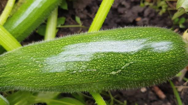 istock Selective focus is a young squash growing in a garden bed. background 1392647403