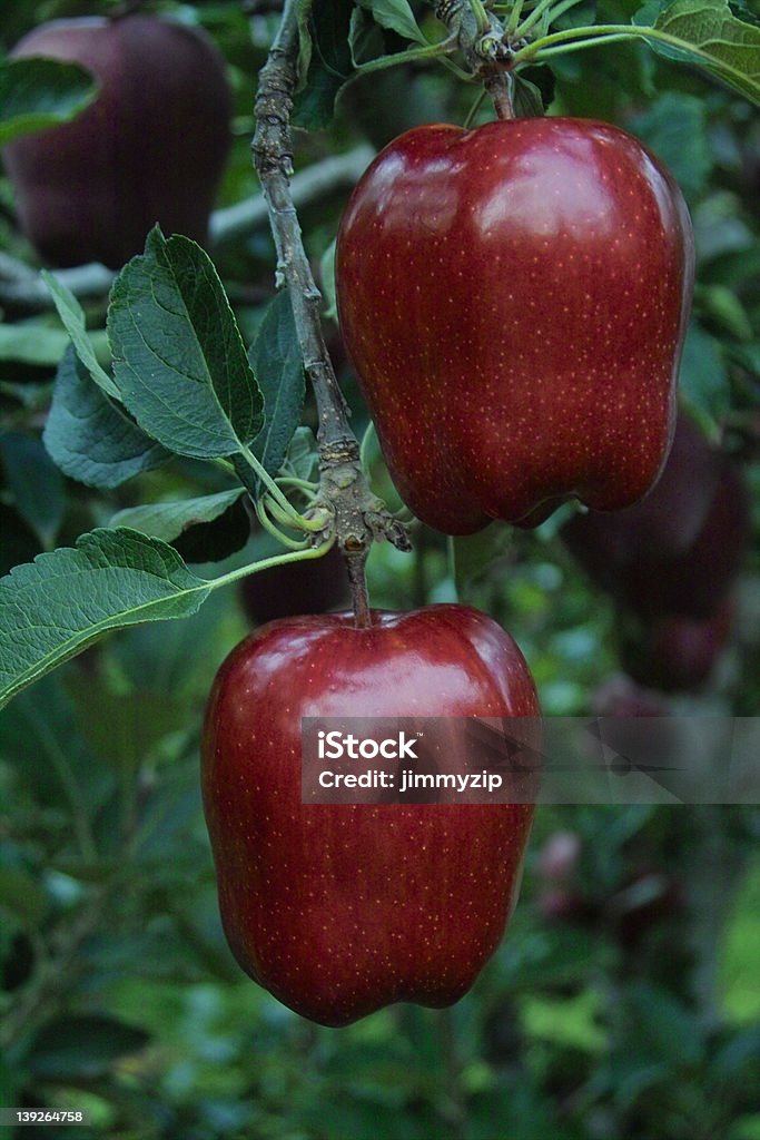 Red Delicious Apple - Lizenzfrei Apfel Stock-Foto