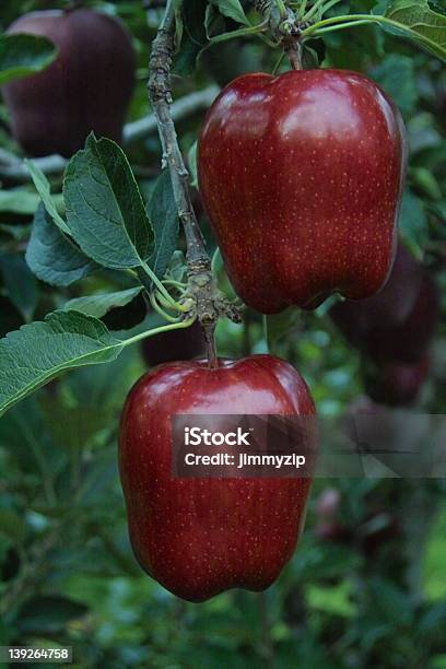 Red Delicious Apple Stockfoto und mehr Bilder von Apfel - Apfel, Bundesstaat Washington, Fotografie
