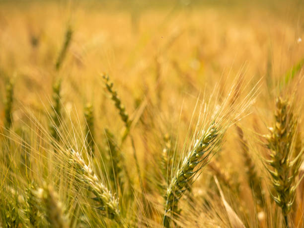 istock Field of golden wheat fields in Mexico. 1392650289