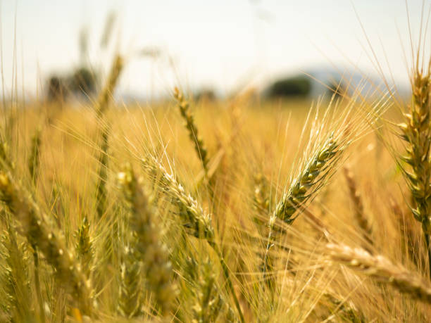 istock Field of golden wheat fields in Mexico. 1392650312