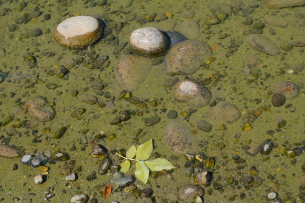 fundo do lago perto da borda da água - water surface standing water waters edge water - fotografias e filmes do acervo