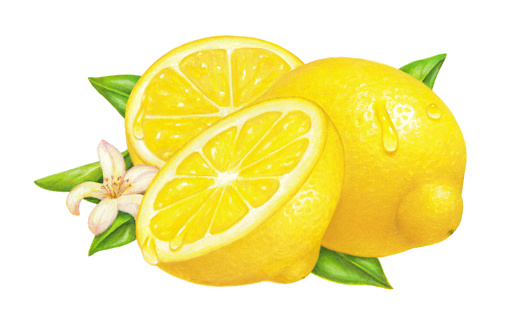 An illustration of several lemons, with leaves and a blossom.