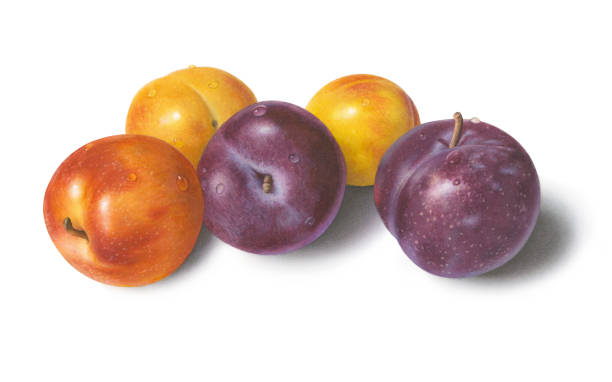 Assorted Plums 18,700+ Plum Varieties Stock Photos, Pictures & Royalty-Free Images ...