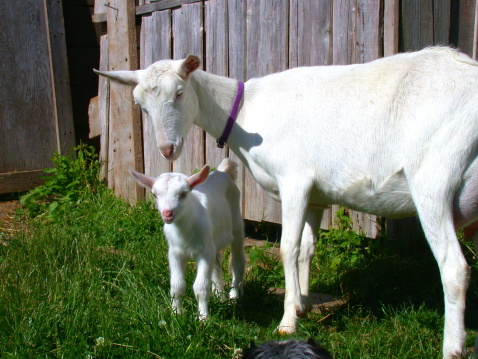 Daytime side/front-view close-up of a single Dutch Landrace goat, grazing in moorland with its head down to the ground