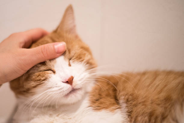 istock Image of a cat being stroked 1392654361