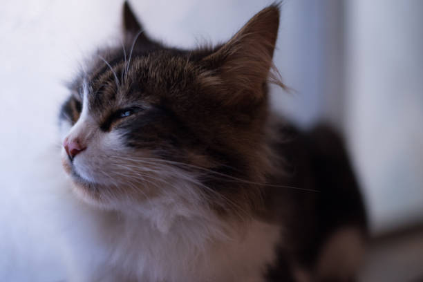 istock A lonely cat looking out the window 1392654510