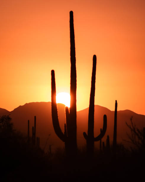istock Orange sunset at Saguaro National Park 1392654813