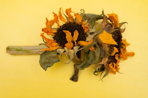 istock top view faded sunflowers on a yellow background 1392655680