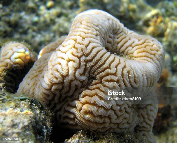 Rarotongan Coral Foto de stock y más banco de imágenes de Animal - Animal, Arrecife - Fenómeno natural, Blanco - Color