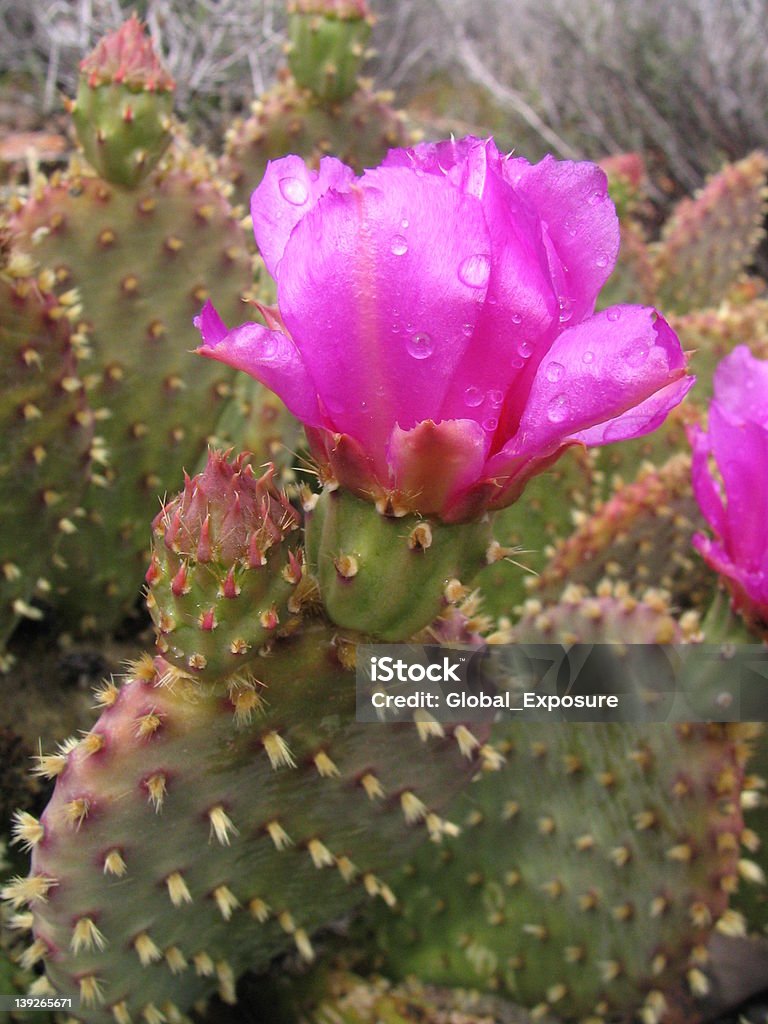 Flor de Cactus - Foto de stock de Afiado royalty-free