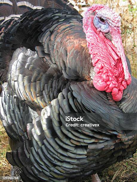 Proud Wild Turkey Stock Photo - Download Image Now - Animal Wildlife, Bird, Gratitude