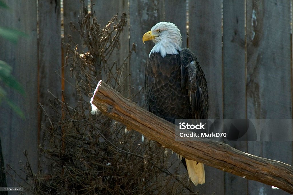 Orgullosos de Eagle - Foto de stock de Aire libre libre de derechos