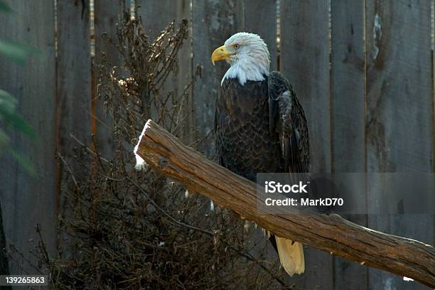 Orgullosos De Eagle Foto de stock y más banco de imágenes de Aire libre - Aire libre, Alegoría, Belleza