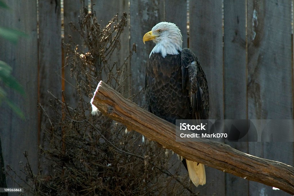 Fier d'Eagle - Photo de Aigle libre de droits