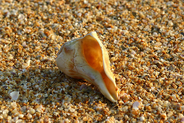 Shell on a beach stock photo