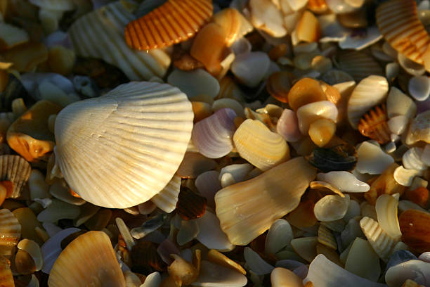 Seashells on a beach. stock photo