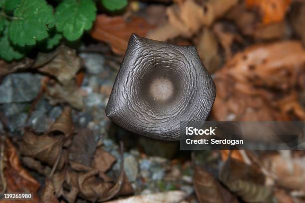 Foto de Cogumelo Iii e mais fotos de stock de Botânica - Assunto - Botânica - Assunto, Branco, Cabeça da flor