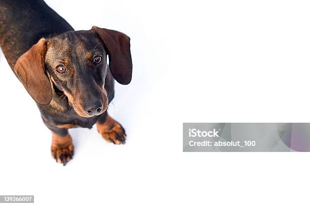 Dachshund - Fotografias de stock e mais imagens de Amizade - Amizade, Animal, Animal Doméstico