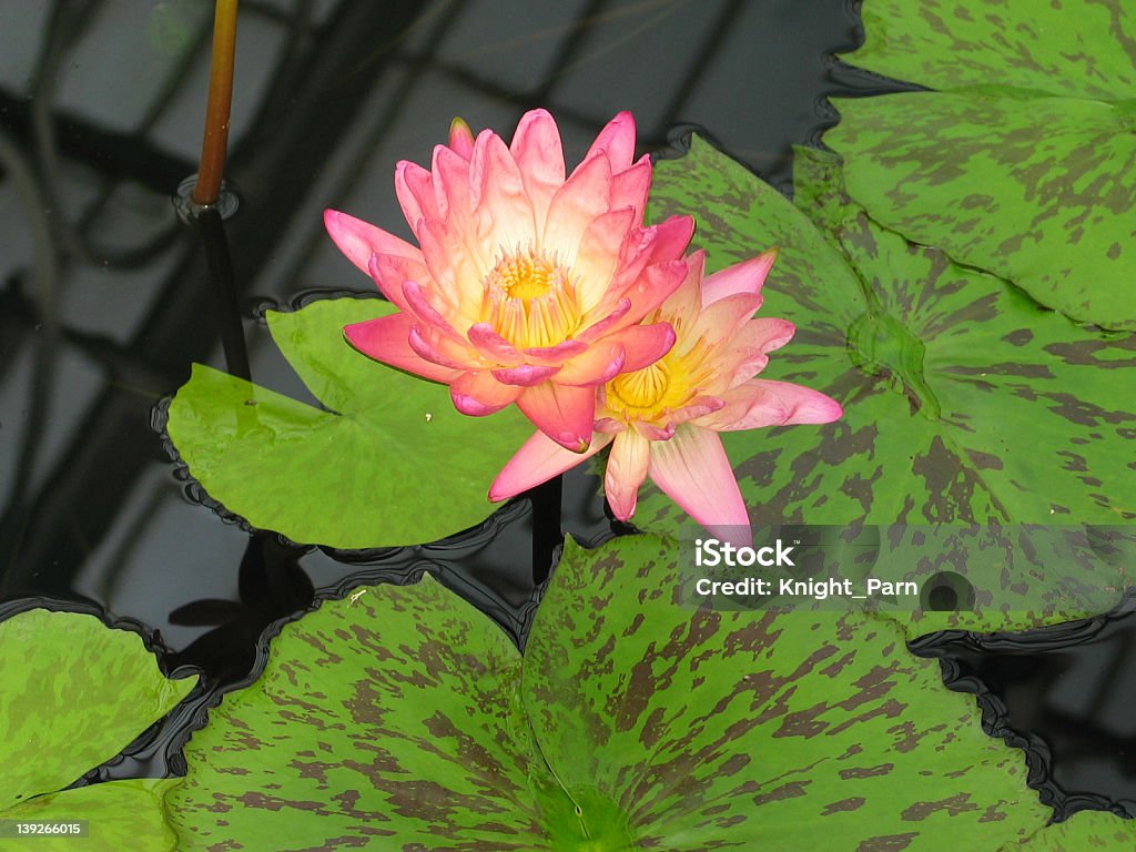 El Lotus del paraíso - Foto de stock de China libre de derechos