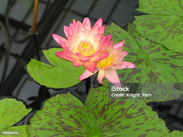 El Lotus Del Paraíso Foto de stock y más banco de imágenes de China - China, Dios, Diosa