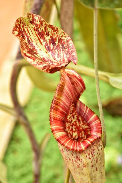 Nepenthes, also called tropical pitcher plant or monkey cup. The Nepenthes Mirabilis or monkey cups is a carnivorous plant species. It is mostly found within the Malay Archipelago. mirabilis jalapa stock pictures, royalty-free photos & images