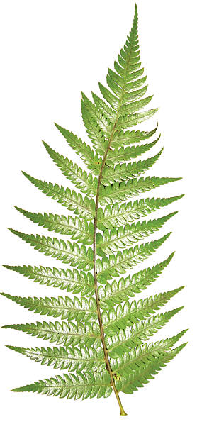 Fern with clipping path New Zealand Green Fern, clearcut with path. fern stock pictures, royalty-free photos & images