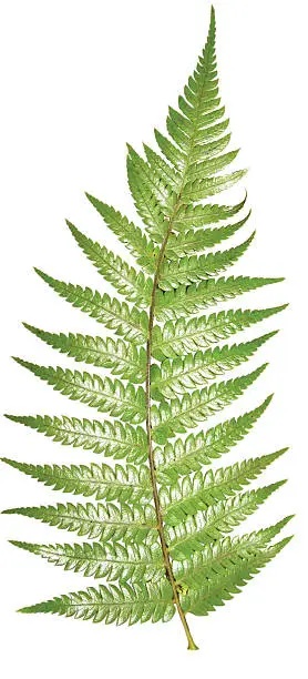 Photo of Fern with clipping path