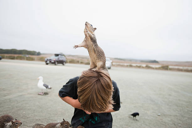 Squirrel standing on a boy's head  conceptual realism photos stock pictures, royalty-free photos & images
