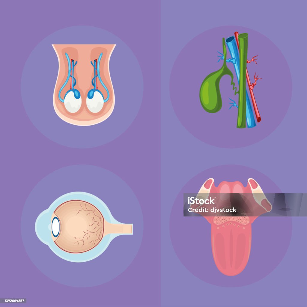 Set Of Human Internal Organs Stock Illustration Biology Diagrams