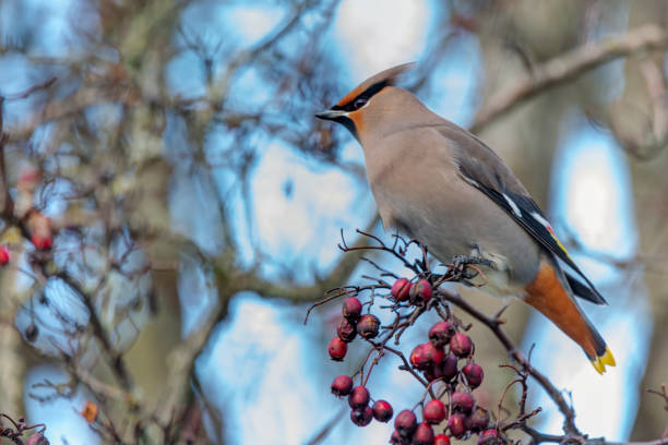 istock Bohemian Waxwing perched on a tree branch 1392664934
