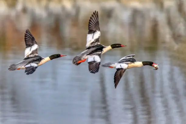 Male Common Mergansers in flight, British Columbia, Canada