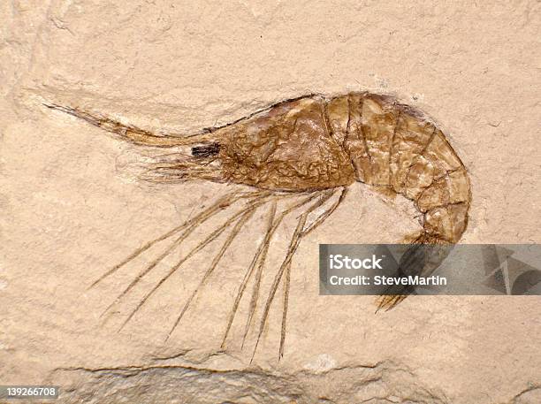 Foto de Fossil De Camarão e mais fotos de stock de Fóssil - Fóssil, Biologia, Camarão - Animal