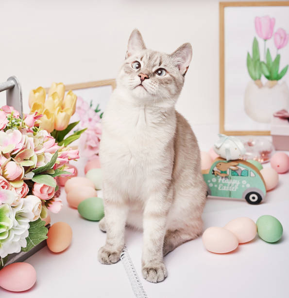 istock Easter cat with eggs and flowers. Gray kitten sitting on table. Spring greeting card Happy Easter. Easter decor. Watercolor spring paintings. Designer and artist's workplace. Creative space. 1392667172
