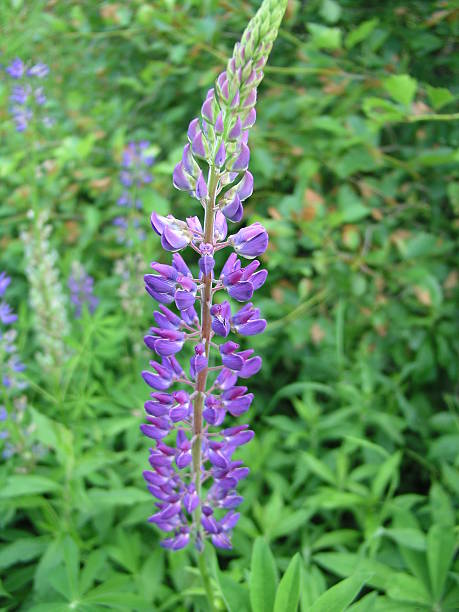 istock Maine Purple Lupine 139266722