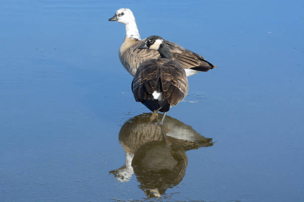 istock Canada geese with different degrees of leucism 1392667933