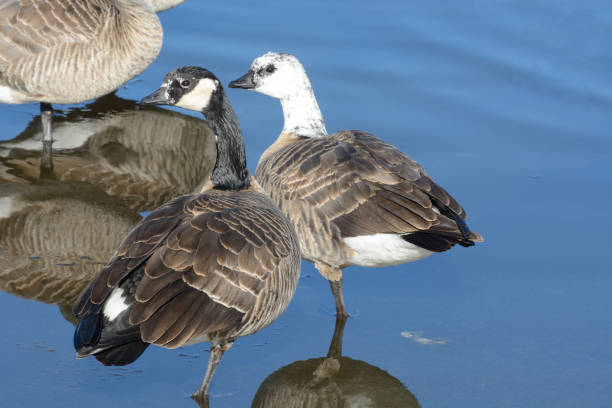 istock Canada geese with different degrees of leucism 1392668647